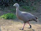 Cape Barren Goose (WWT Slimbridge March 2012) - pic by Nigel Key